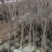 李子树