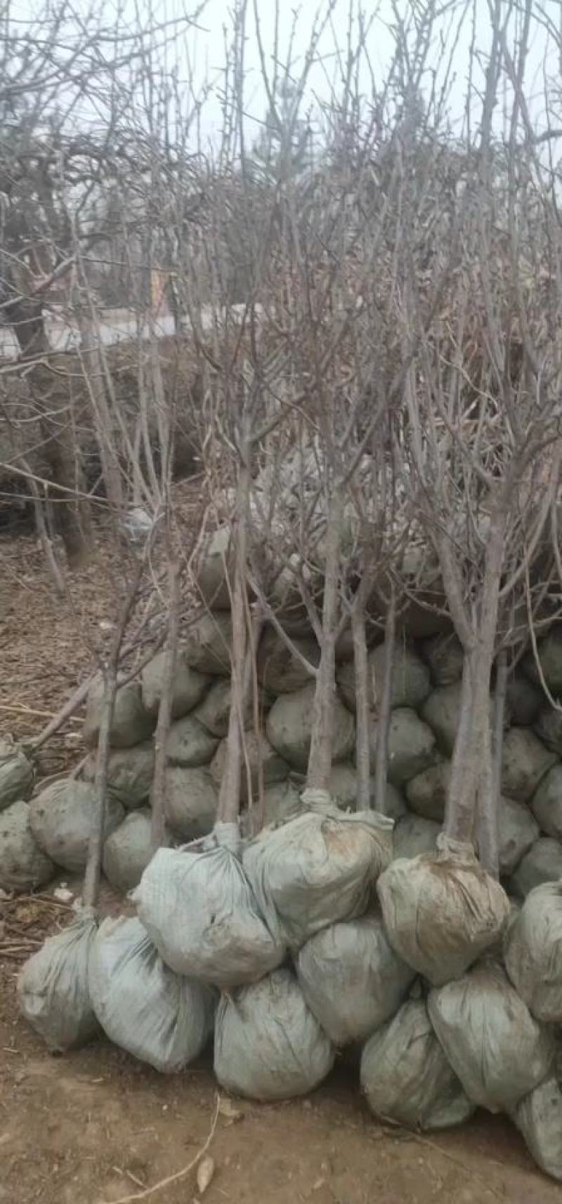李子树