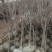 李子树
