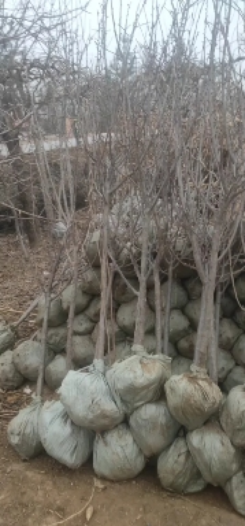 李子树