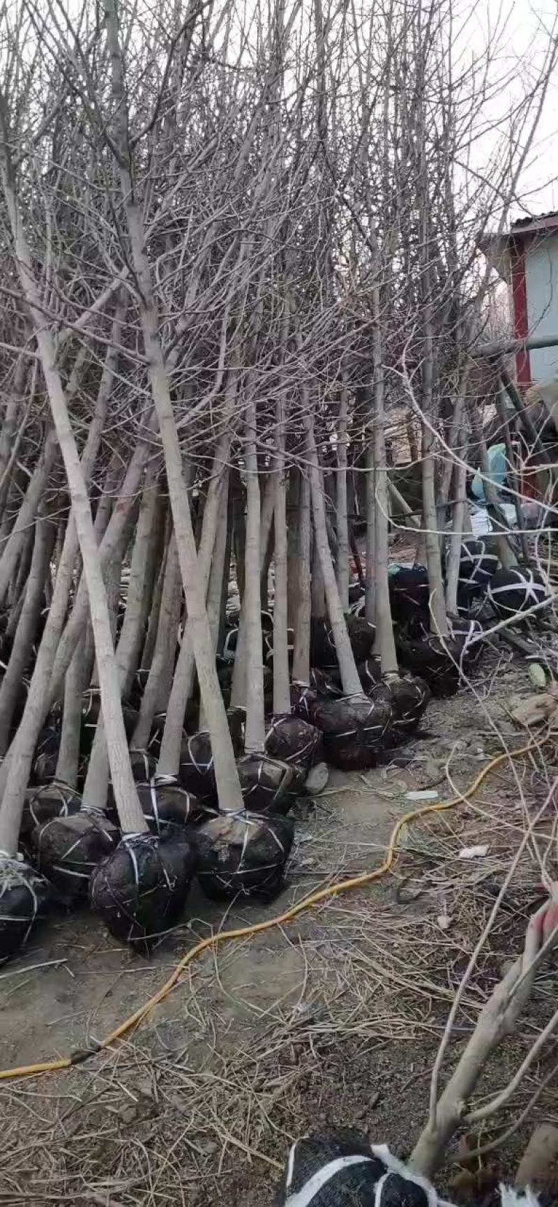 李子树