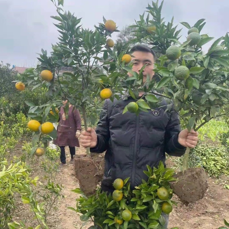 【推荐】春见耙耙柑柑橘苗沃柑苗红美人基地直销