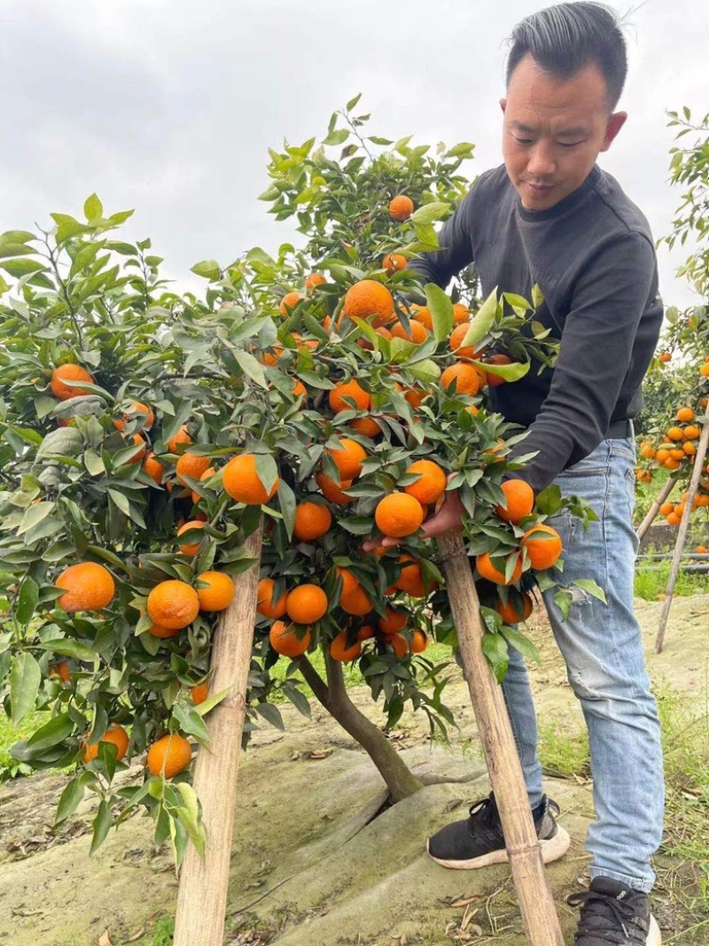 【推荐】春见耙耙柑柑橘苗沃柑苗红美人基地直销