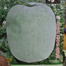 冬瓜种子粉娃娃F1早熟性好，瓜短桶型，大小均匀有蜡粉