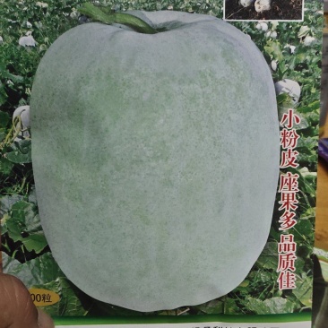 冬瓜种子粉娃娃F1早熟性好，瓜短桶型，大小均匀有蜡粉