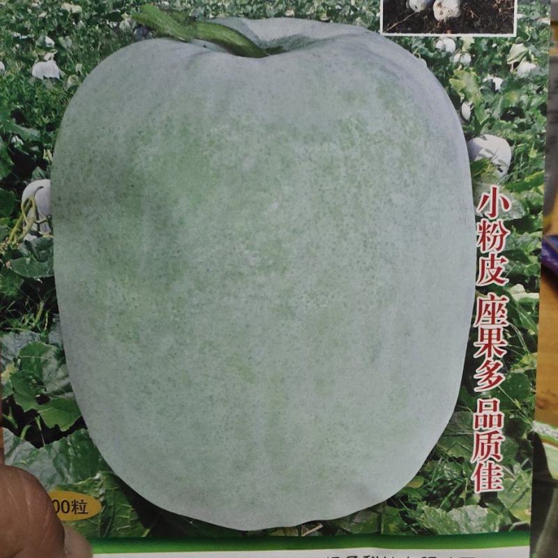 冬瓜种子粉娃娃F1早熟性好，瓜短桶型，大小均匀有蜡粉