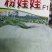 冬瓜种子粉娃娃F1早熟性好，瓜短桶型，大小均匀有蜡粉