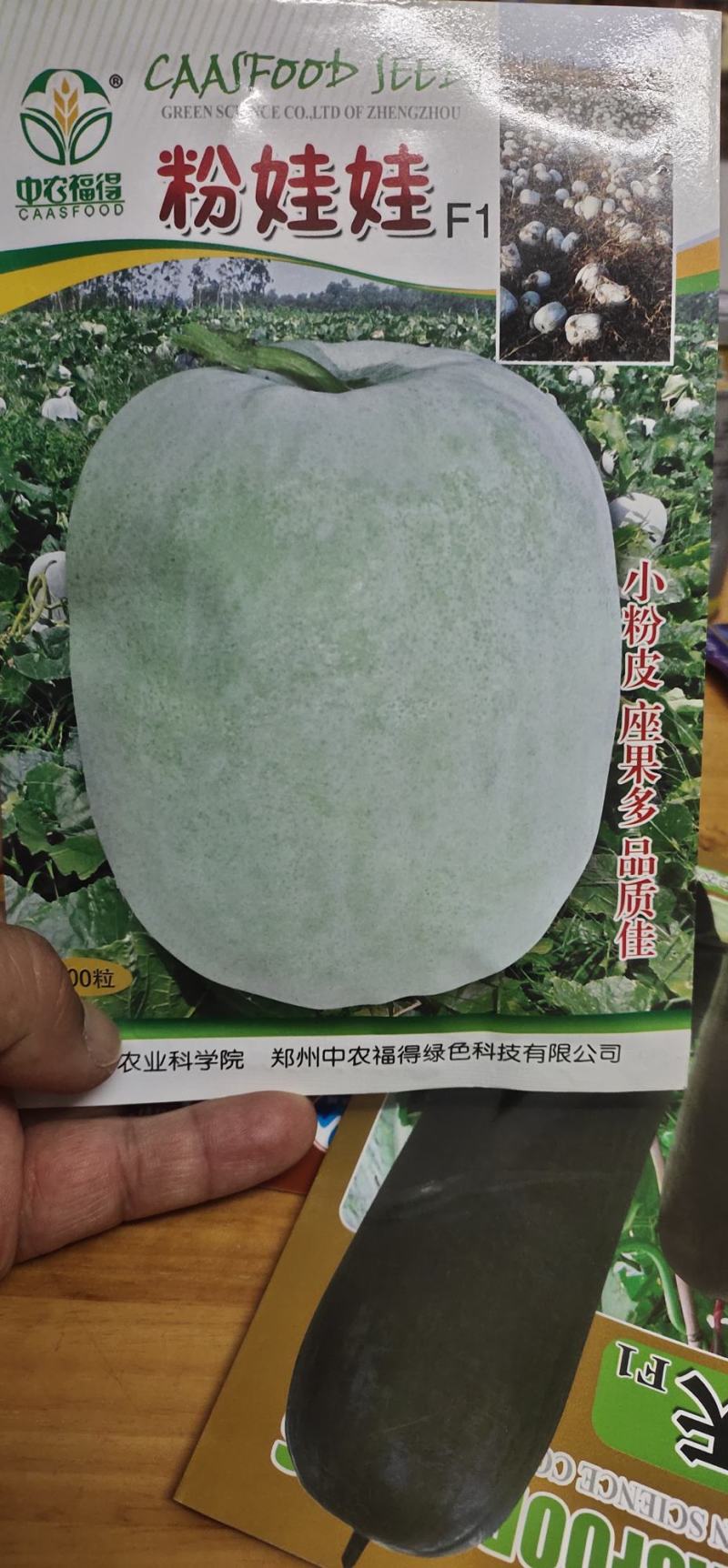 冬瓜种子粉娃娃F1早熟性好，瓜短桶型，大小均匀有蜡粉