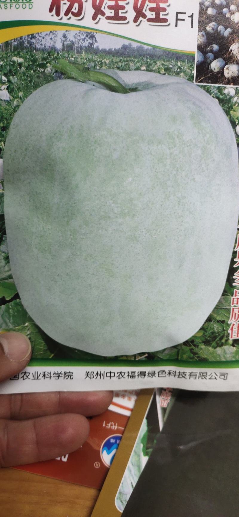 冬瓜种子粉娃娃F1早熟性好，瓜短桶型，大小均匀有蜡粉