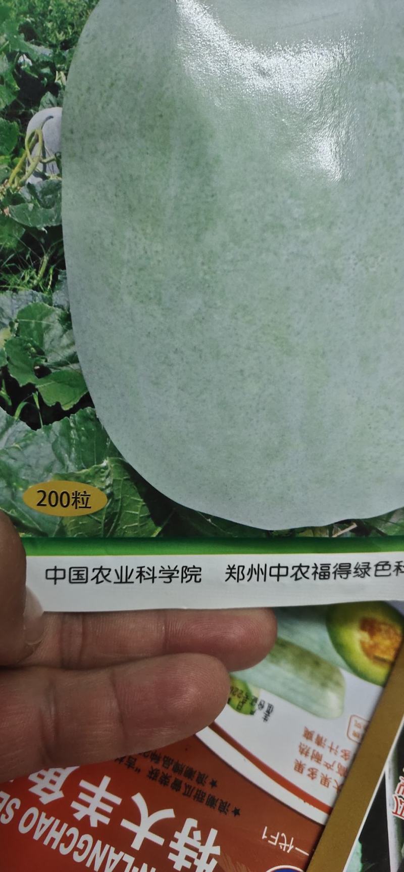 冬瓜种子粉娃娃F1早熟性好，瓜短桶型，大小均匀有蜡粉