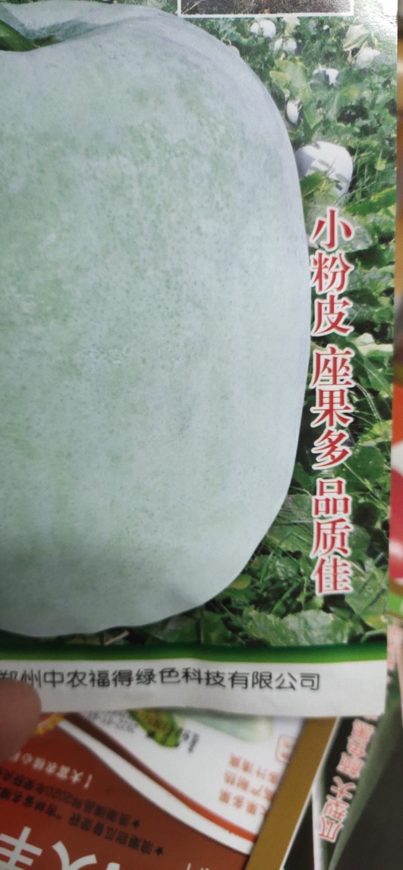 冬瓜种子粉娃娃F1早熟性好，瓜短桶型，大小均匀有蜡粉