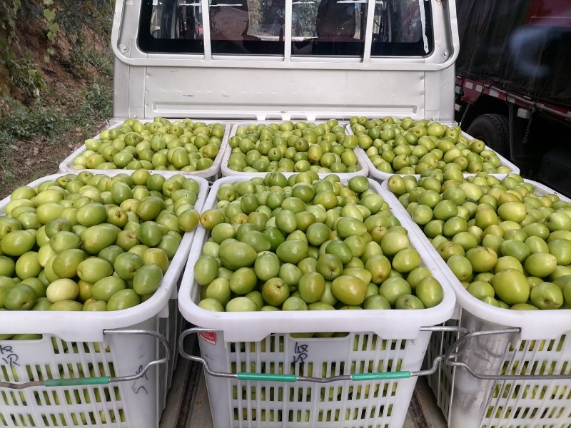 云南高黎贡山怒江大峡谷潞江坝蜜枣