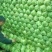 山东临沂精品甘蓝色绿菜软优质精品大量供应