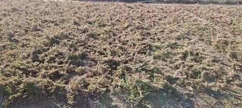 地柏铺地柏/爬地柏/沙地柏批发苏北公鼎绿化苗木园艺场