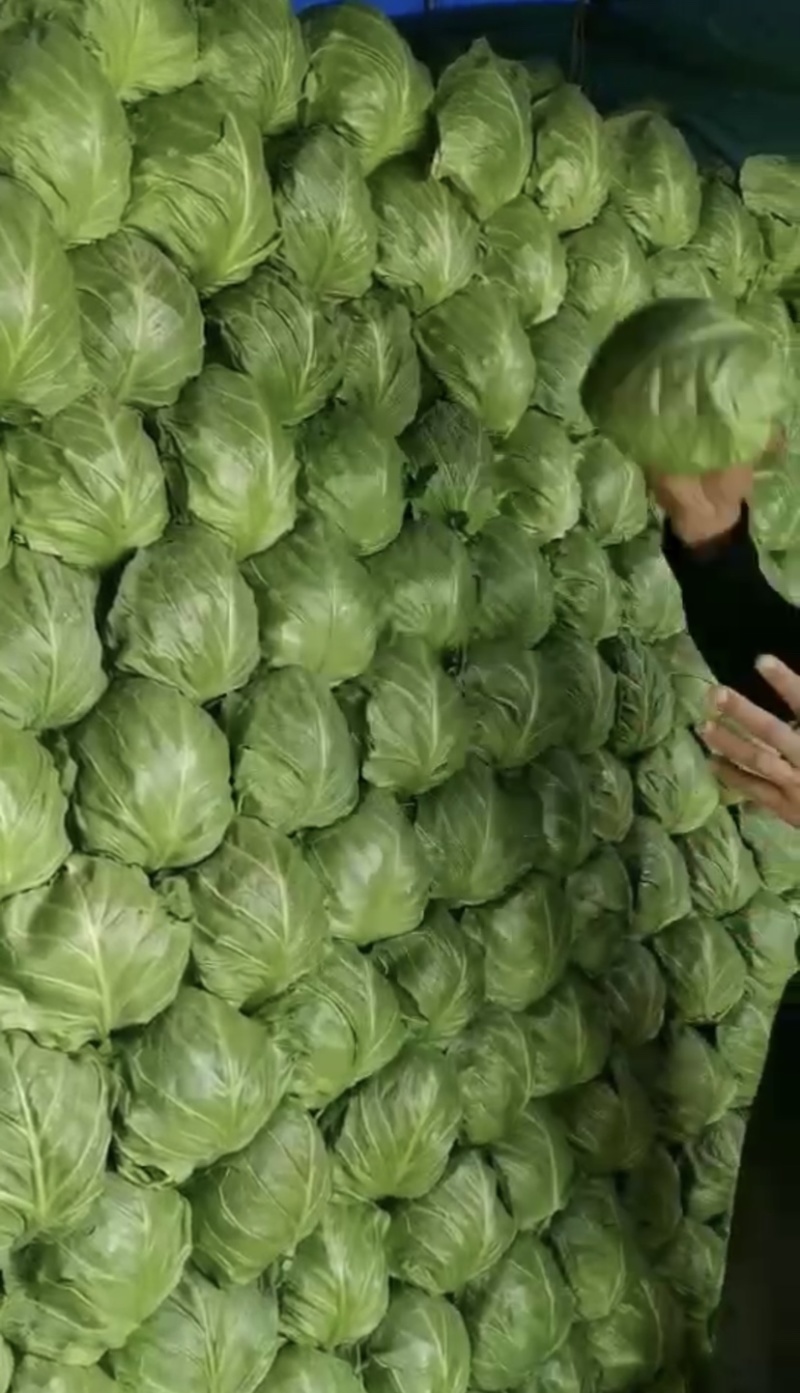 临沂市莒南县精品甘蓝颜色绿质量好大量供应