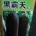 冬瓜种子黑霸天瓜型大、颜色黑、空腔小、耐储运