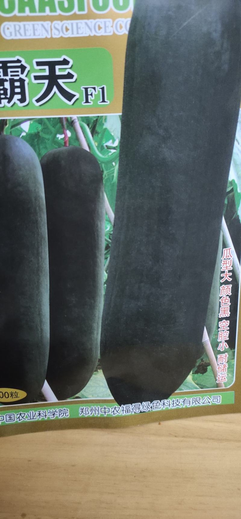 冬瓜种子黑霸天瓜型大、颜色黑、空腔小、耐储运