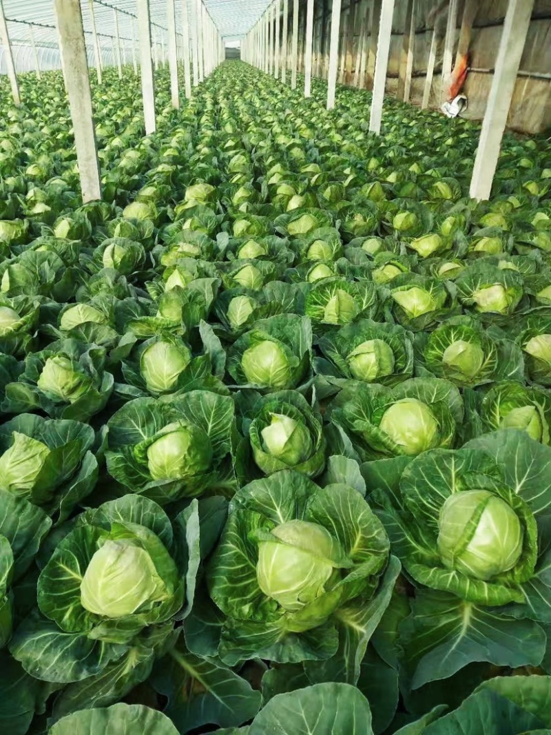 临沂莒南县优质甘蓝精品绿甘蓝菜软色绿圆头牛心