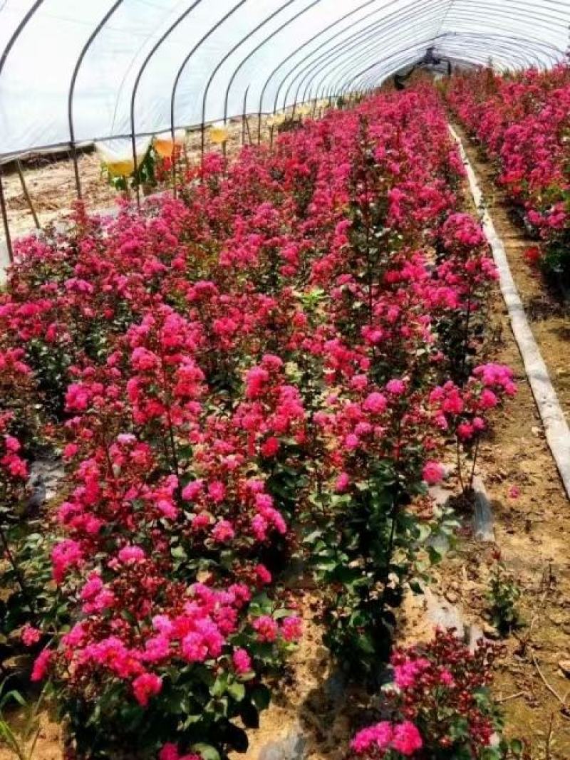 美国红花紫薇丛生红火箭红火球基地批发品种