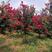 美国红花紫薇丛生红火箭红火球基地批发品种