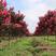 美国红花紫薇丛生红火箭红火球基地批发品种
