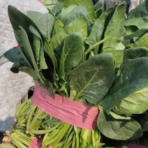 3000亩冷棚大叶菠菜大量上市