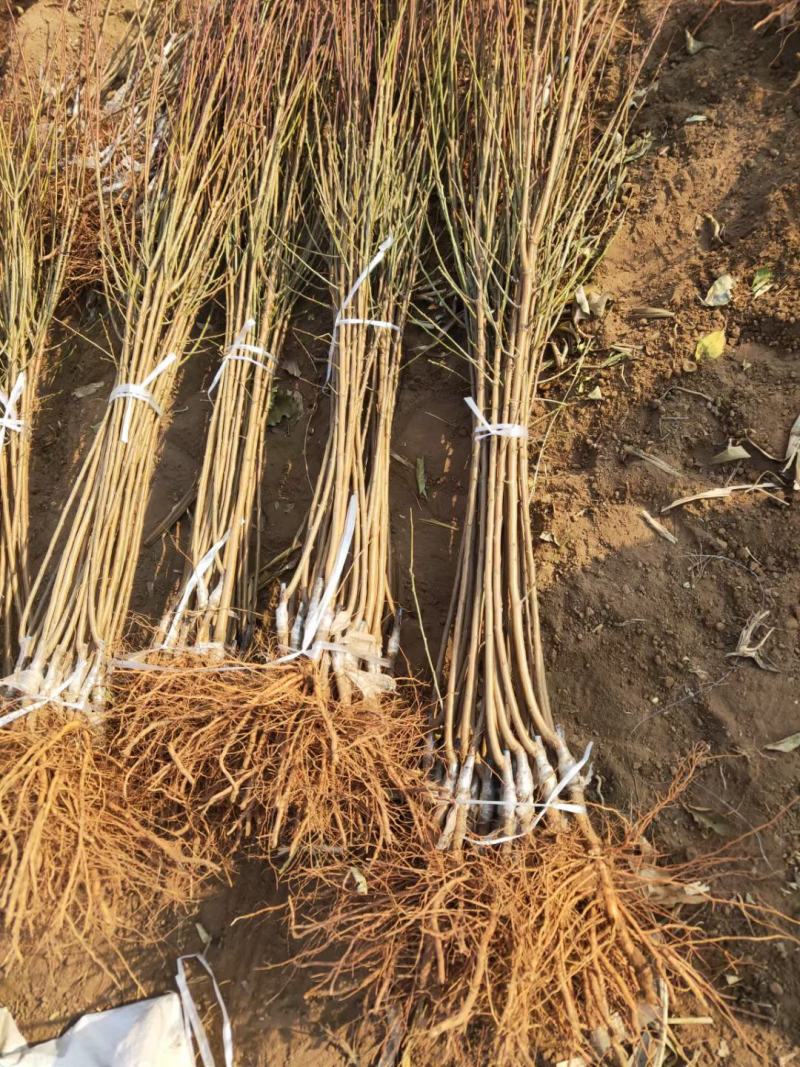 李子苗自家苗圃基地培育的各种果树苗，价格非常美丽！