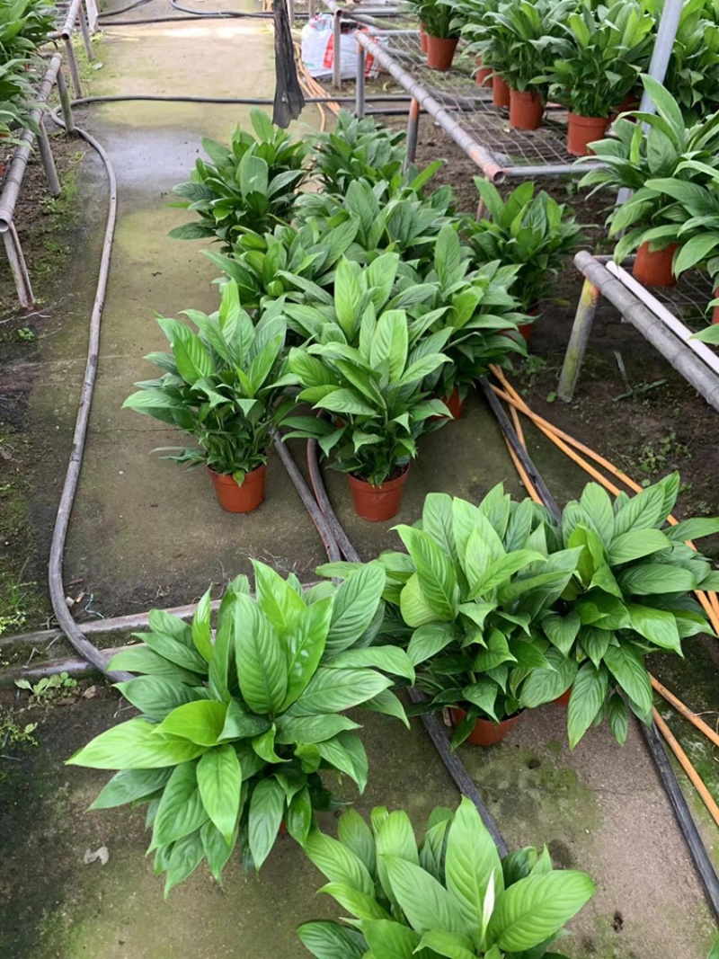 白掌基地直销价格优惠，量大从优，质量保证