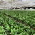 白掌基地直销价格优惠，量大从优，质量保证