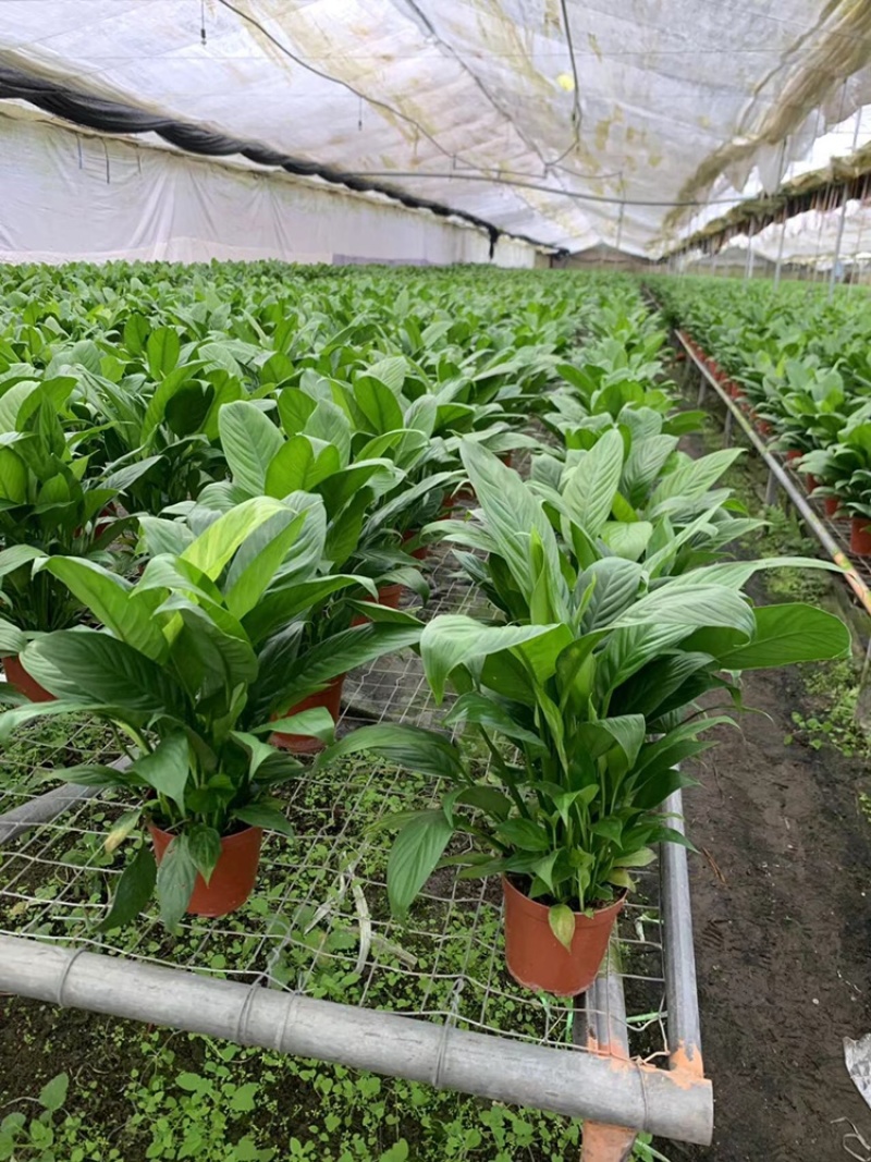 白掌基地直销价格优惠，量大从优，质量保证