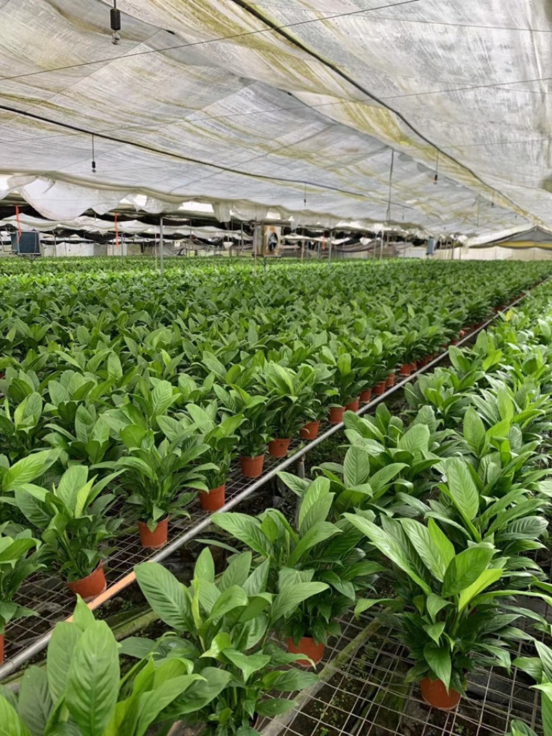 白掌基地直销价格优惠，量大从优，质量保证