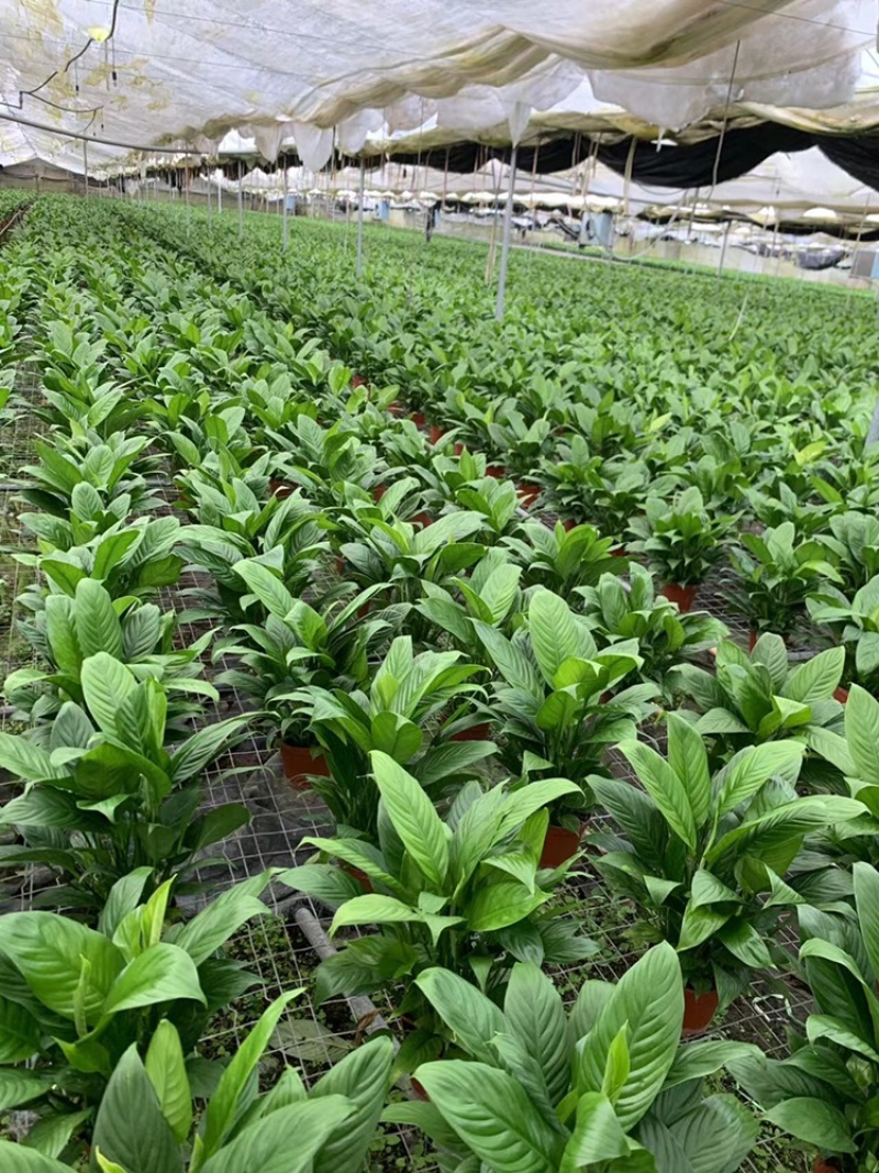 白掌基地直销价格优惠，量大从优，质量保证