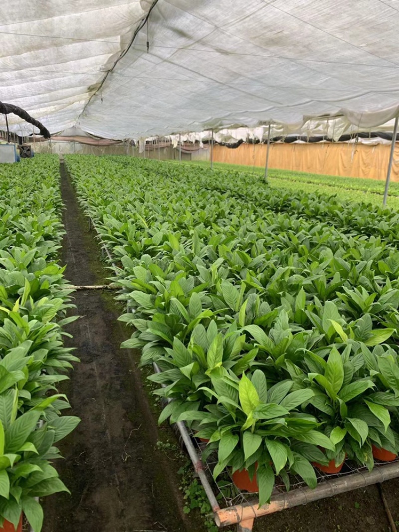 白掌基地直销价格优惠，量大从优，质量保证