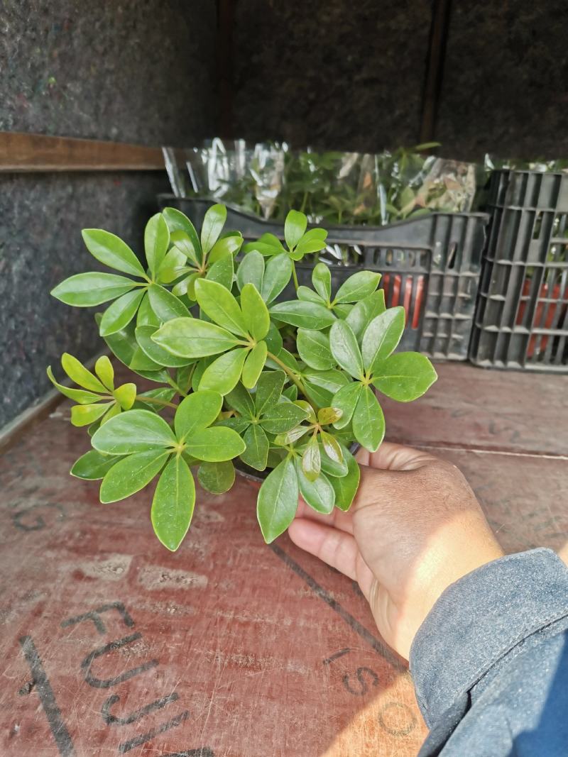 鸭脚木优质鸭脚木鹅掌柴基地直供大量有货