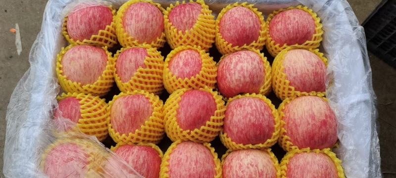 山东【红富士苹果】冷库大量，诚信经营代发代收代存大量供应