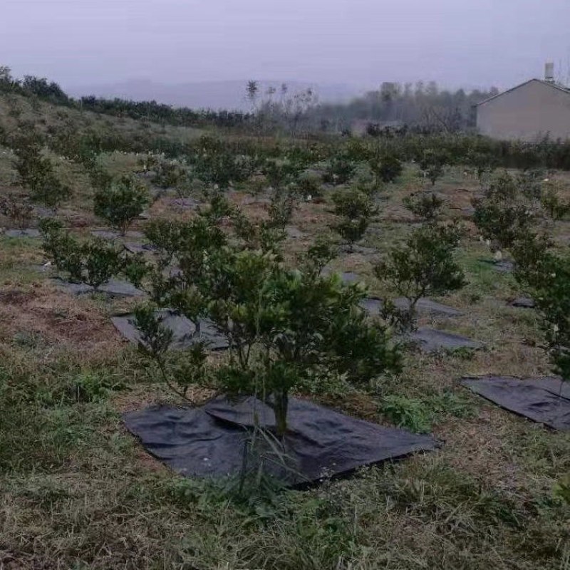 厂家直销切片打孔防草布除草布园艺地布1米1.2米1.5米