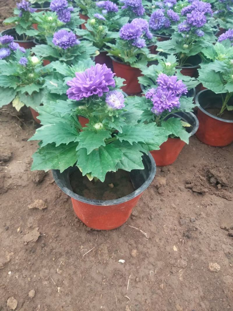 翠菊七月菊优质翠菊盆栽多色翠菊欢迎实地看货
