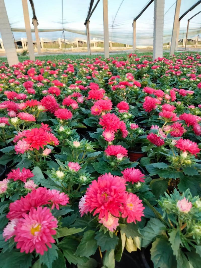 翠菊七月菊优质翠菊盆栽多色翠菊欢迎实地看货