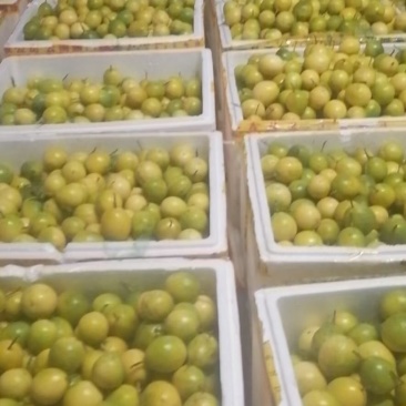 黄金果