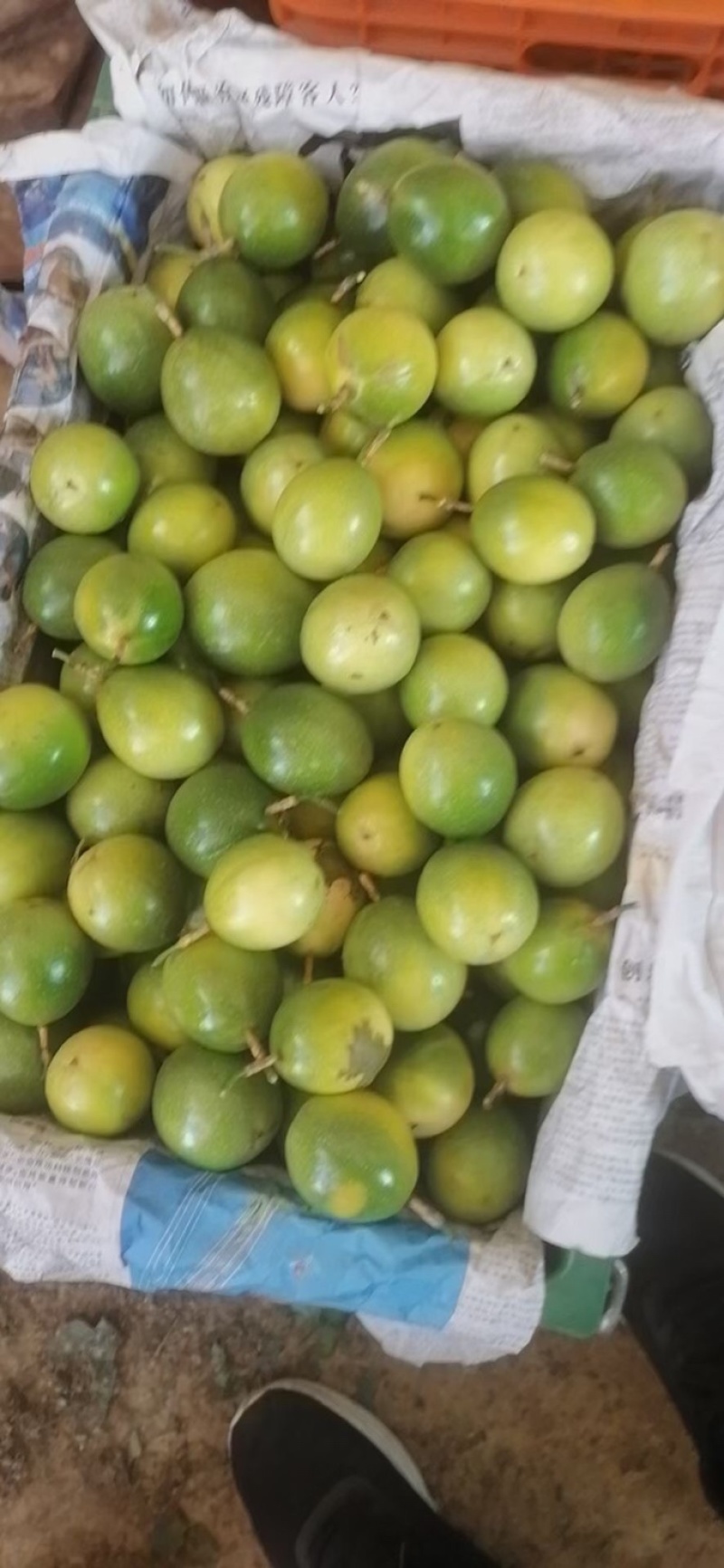 黄金果