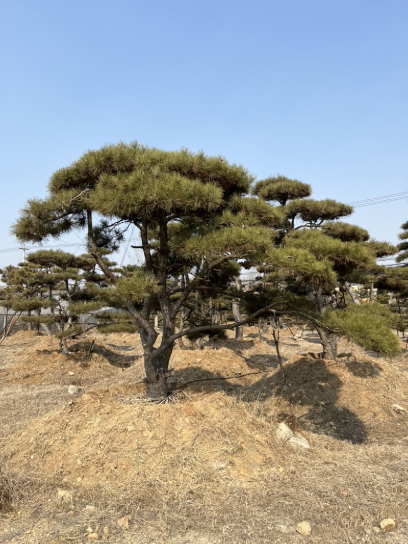 造型油松造型黑松各种园林绿化景观松迎客松