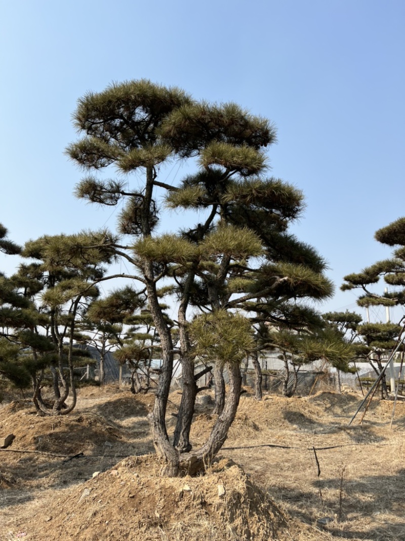 造型油松造型黑松各种园林绿化景观松迎客松