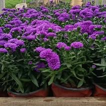 丹麦翠菊优质重瓣紫菀基地直供欢迎实地看货