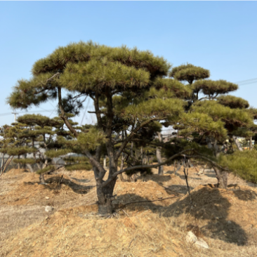 精品造型松景观松造型油松造型黑松园林绿化景观树