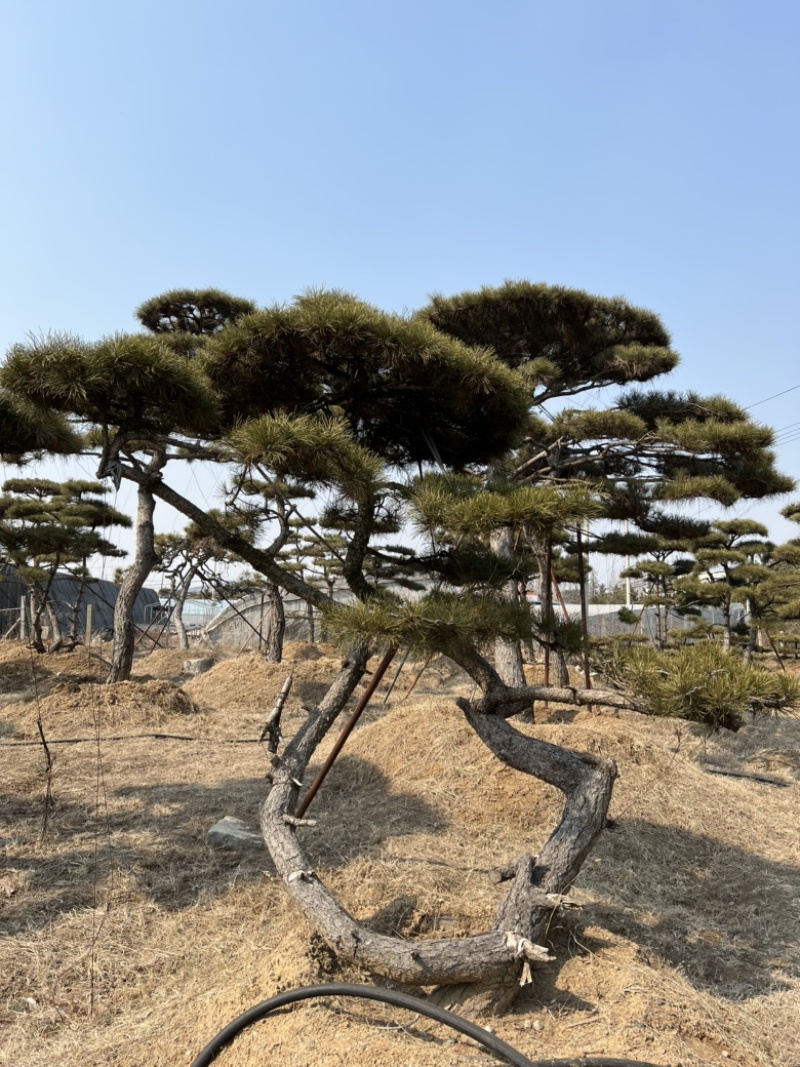 精品造型松景观松造型油松造型黑松园林绿化景观树
