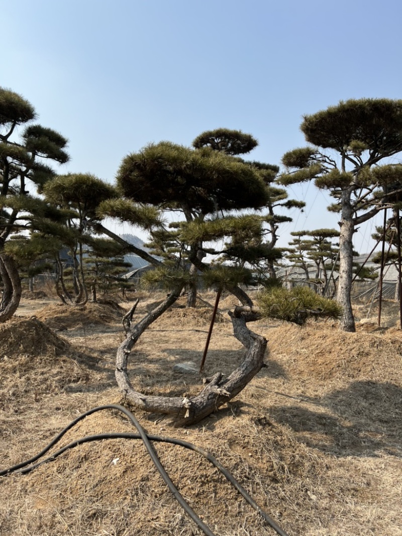 精品造型松景观松造型油松造型黑松园林绿化景观树