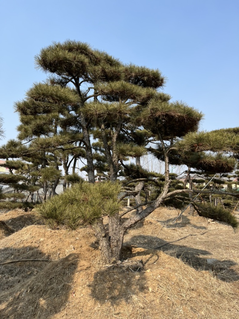 精品造型松景观松造型油松造型黑松园林绿化景观树