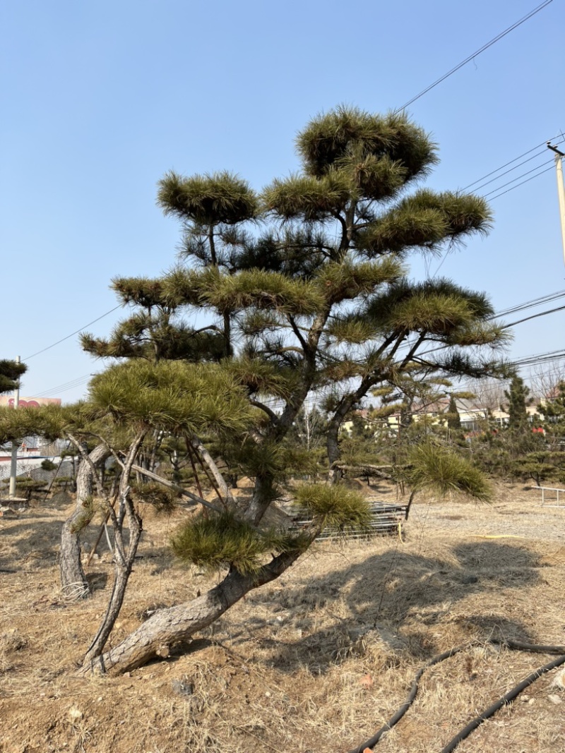 精品造型松景观松造型油松造型黑松园林绿化景观树