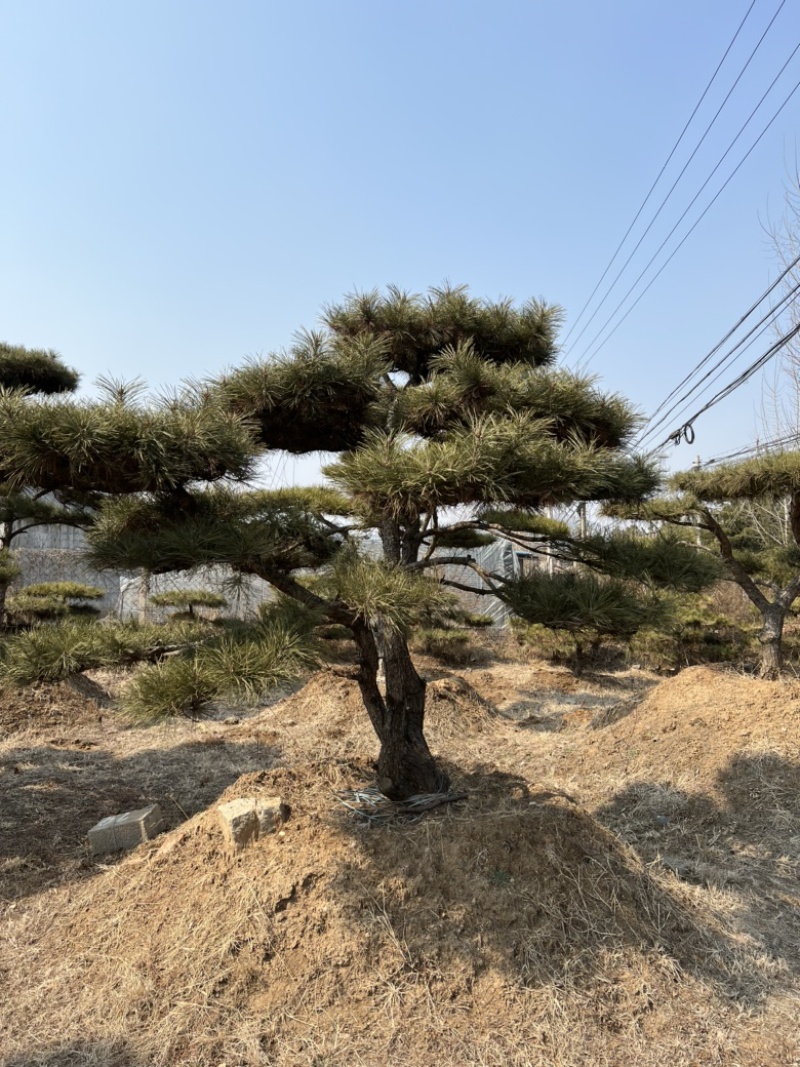 精品造型松景观松造型油松造型黑松园林绿化景观树