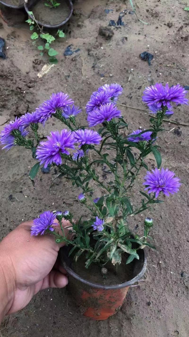 丹麦翠菊优质重瓣基地直供欢迎实地看货